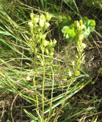 Veronica austriaca jacquinii