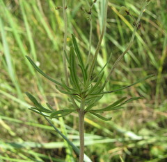 Veronica austriaca jacquinii