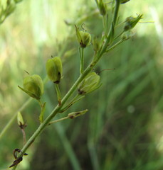 Veronica austriaca jacquinii