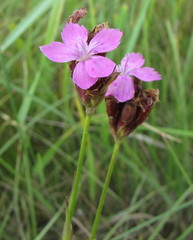 Dianthus andrzejowskianus