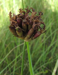 Dianthus andrzejowskianus