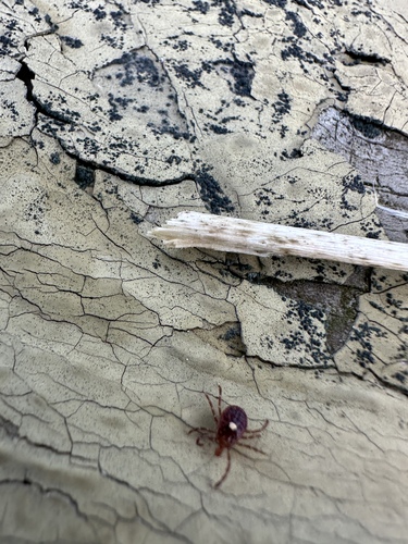 Lone Star Tick