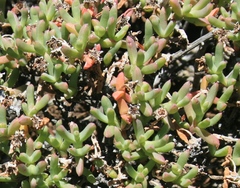 Ruschia lineolata