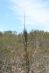 Anginon swellendamense