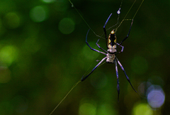 Trichonephila komaci