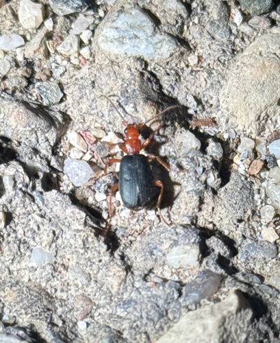 Brachinus crepitans