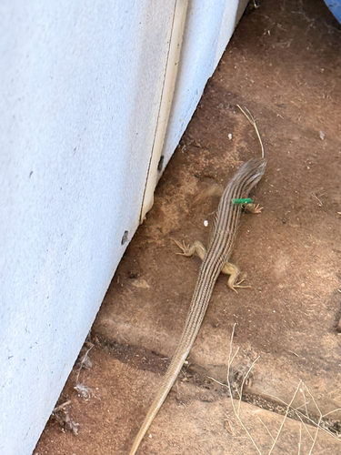 Great Plains Skink