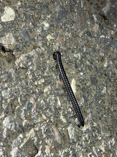 White-legged Snake Millipede