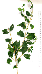 Afrocanthium mundianum
