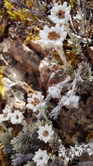 Leucogenes leontopodium