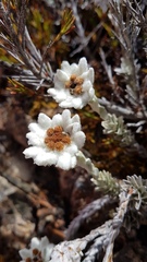 Leucogenes leontopodium