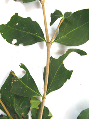 Afrocanthium mundianum