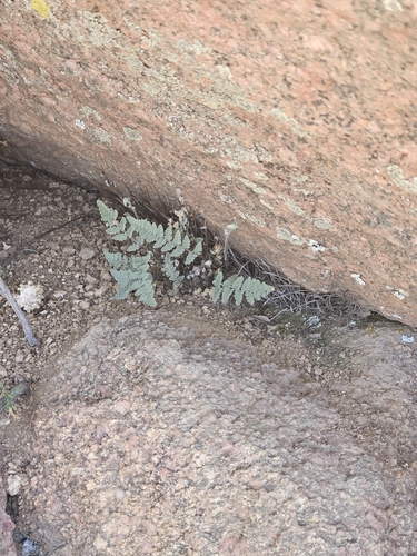Eaton's lipfern