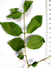 Afrocanthium mundianum