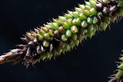 Carex lessoniana