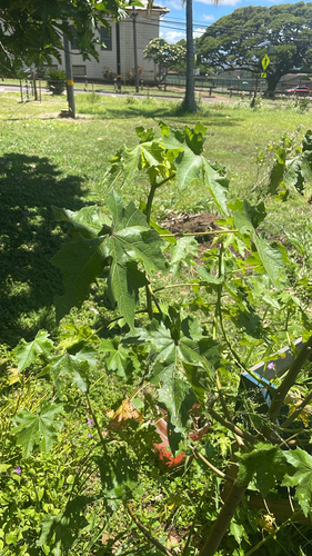 Hibiscus brackenridgei observed 2026-06-11
