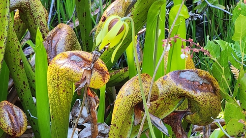 California pitcher plant