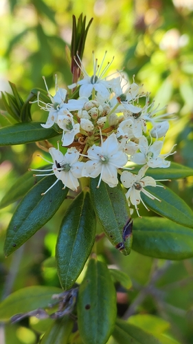 Western Labrador Tea