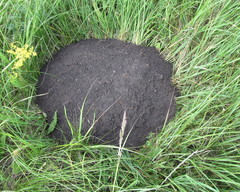 Spalax microphthalmus