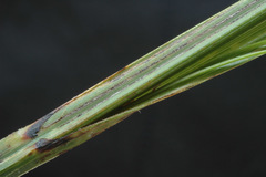 Carex lessoniana