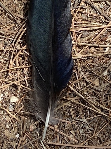 iNaturalist observation photo of American Crow