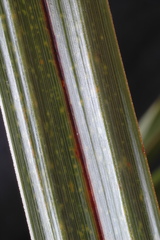 Carex lessoniana