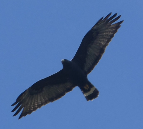 Zone-tailed Hawk