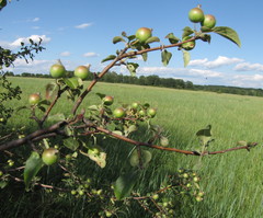 Malus praecox