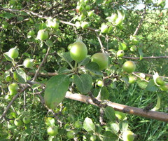 Malus praecox