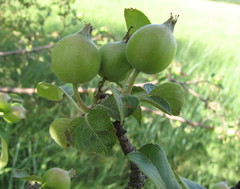 Malus praecox