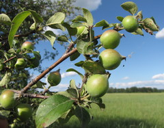 Malus praecox