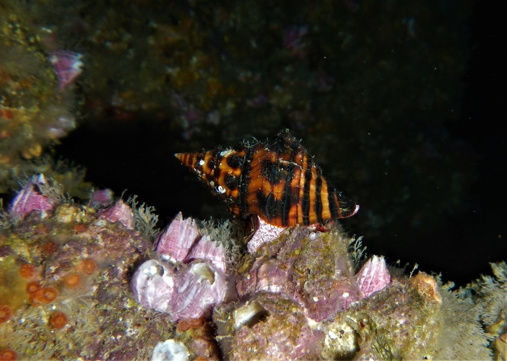 Leucozonia tuberculata
