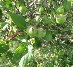 Malus praecox