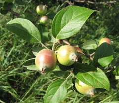 Malus praecox