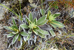 Celmisia hieraciifolia