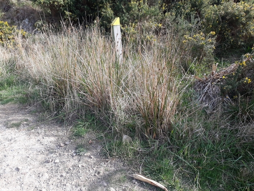 Pale rush (Juncus pallidus)