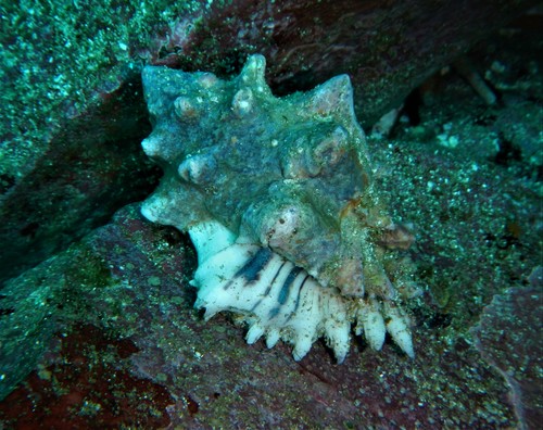 Hexaplex princeps
