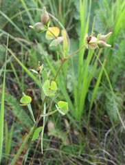 Euphorbia microcarpa
