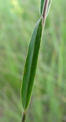 Euphorbia microcarpa