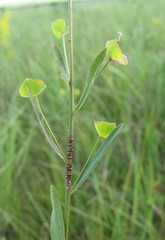 Euphorbia microcarpa