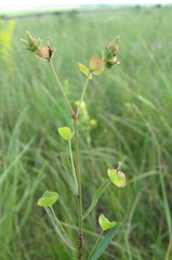 Euphorbia microcarpa