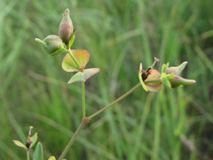 Euphorbia microcarpa