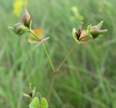 Euphorbia microcarpa