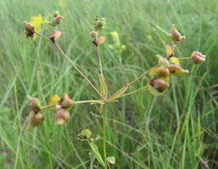 Euphorbia microcarpa