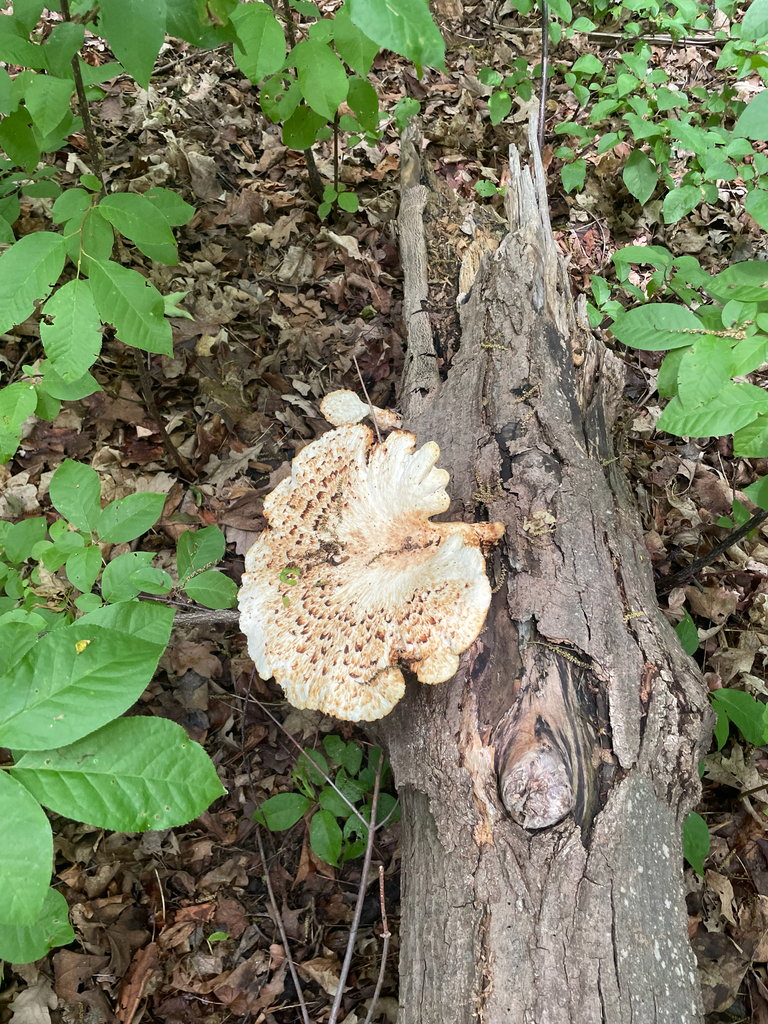 Dryad's Saddle · June 2026 · photo: Photo: (c) nuthatchnicole, some rights reserved (CC BY) · iNaturalist