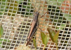 Stenocatantops splendens