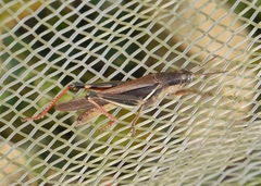 Stenocatantops splendens