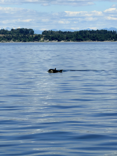 Sighting photo