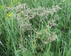 Valeriana officinalis