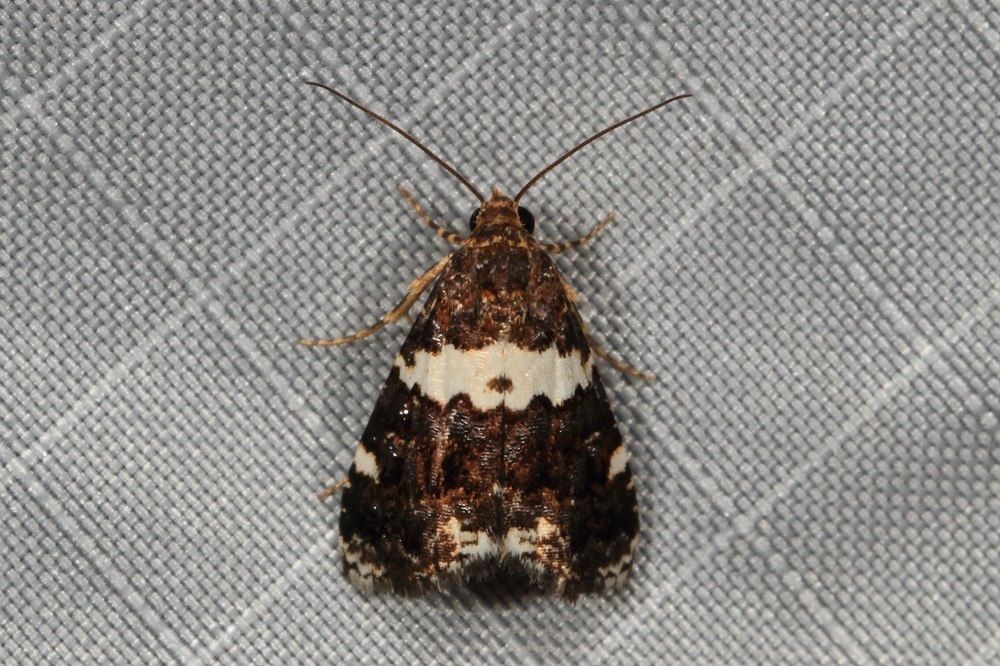 Epopsima fasciolata